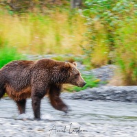 Ours Kodiak