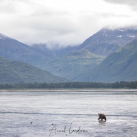 Ours Kodiak