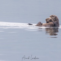 loutre de mer et son bébé