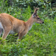 Cerf sitka