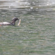 Guillemot à miroir