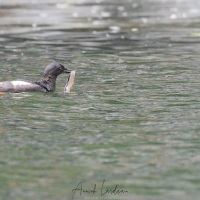 Guillemot à miroir