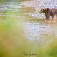 Ours Kodiak