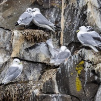 Mouettes tridactyles et leur grands poussins