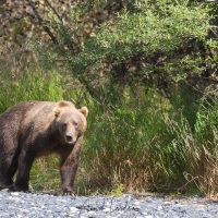 Ours Kodiak