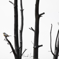Paruline à croupion jaune