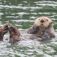 Loutre de mer