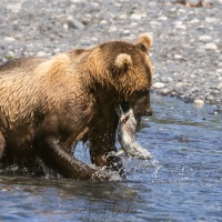 Ours Kodiak