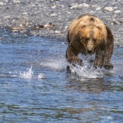 Ours Kodiak