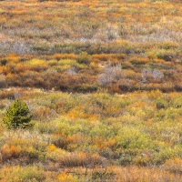 Parc Grand Teton: un air d'automne au printemps