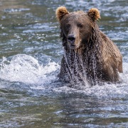 Ours Kodiak