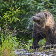 Ours Kodiak
