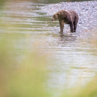 Ours Kodiak