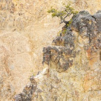 Grand canyon de la Yellowstone river (c'est la couleur de ces roches qui a donné son nom à la rivière)