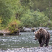Ours Kodiak