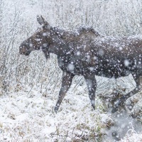 Orignal enjambant un ruisseau
