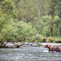 Ours Kodiak