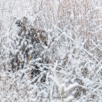 Orignal indifférent à la neige