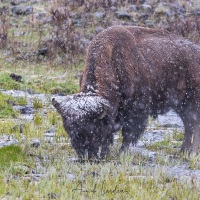 Bison sous une averse de neige