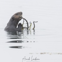 Loutre de mer