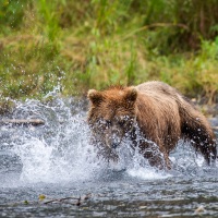 Ours Kodiak