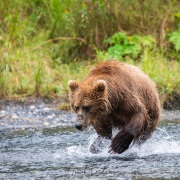 Ours Kodiak