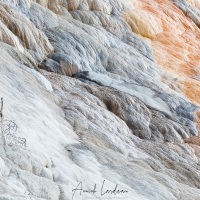 Parc Yellowstone: Mammoth hotsprings terraces