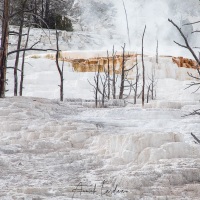 Parc Yellowstone: Mammoth hotsprings terraces