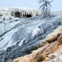 Parc Yellowstone: Mammoth hotsprings terraces