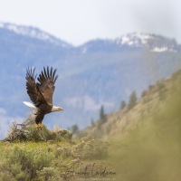 Pygargue à tête blanche