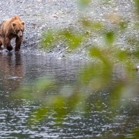 Ours Kodiak