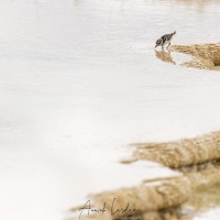 Poussin de pluvier kildir