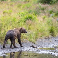 Ours Kodiak