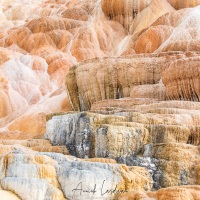 Parc Yellowstone: Mammoth hotsprings terraces