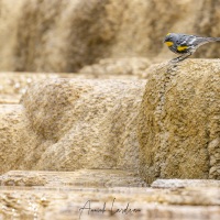 Paruline à croupion jaune