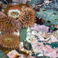 Marée basse: anémone de mer