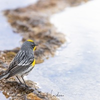 Paruline à croupion jaune