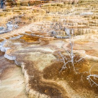 Parc Yellowstone: Mammoth hotsprings terraces