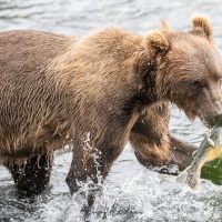 Ours Kodiak