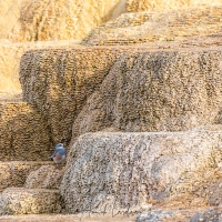 Parc Yellowstone: Mammoth hotsprings terraces et Junco ardoisé à tête noire