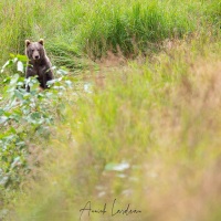 Ours Kodiak