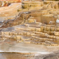 Parc Yellowstone: Mammoth hotsprings terraces