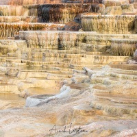 Parc Yellowstone: Mammoth hotsprings terraces