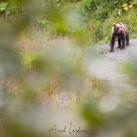 Ours Kodiak