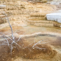 Parc Yellowstone: Mammoth hotsprings terraces