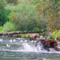 Ours Kodiak