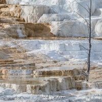 Parc Yellowstone: Mammoth hotsprings terraces
