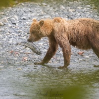 Ours Kodiak