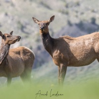 Wapiti: femelle et son jeune de l'année passée