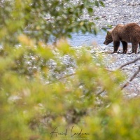 Ours Kodiak